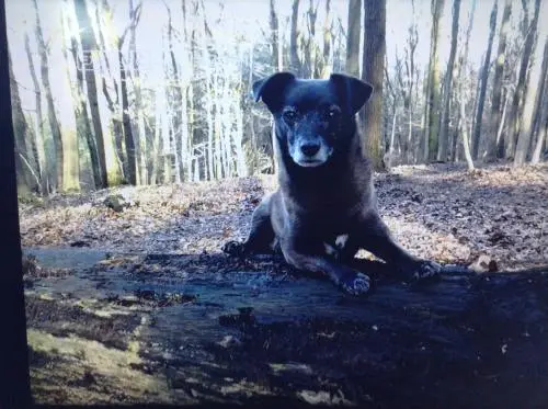 Image from Finn