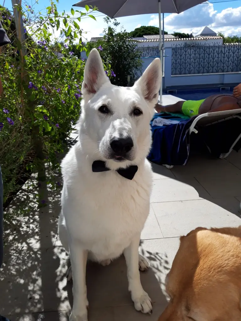 Image from Balino