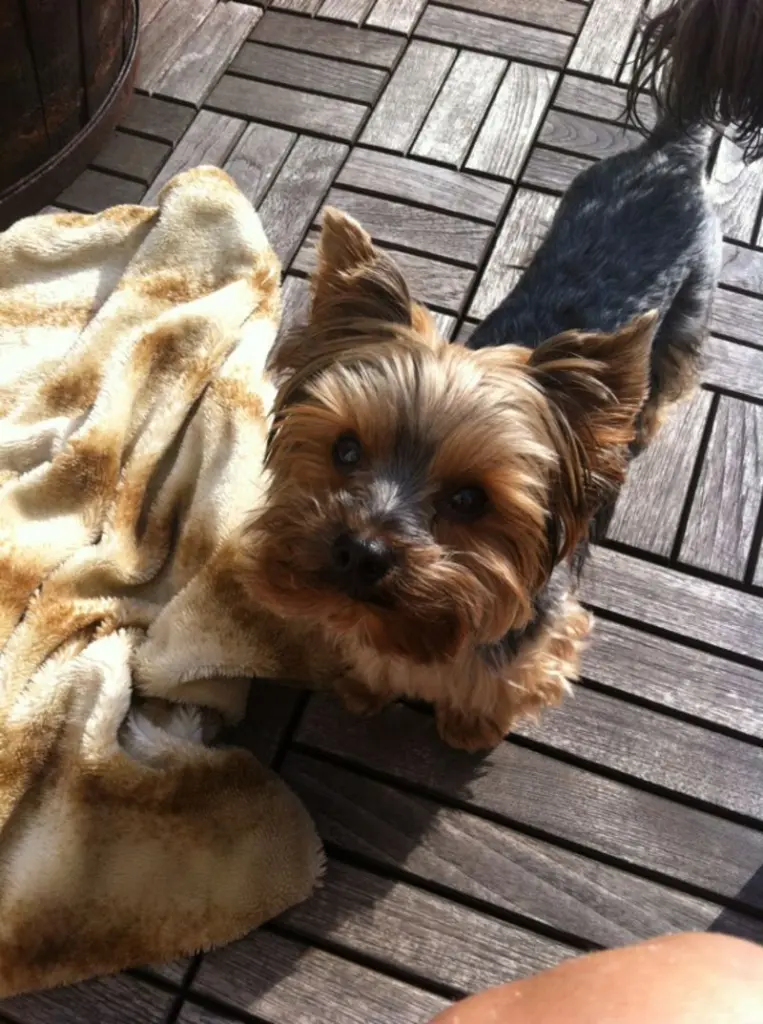 Condolence image of Du fehlst Bester Freund