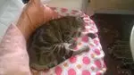 Image from Lucky