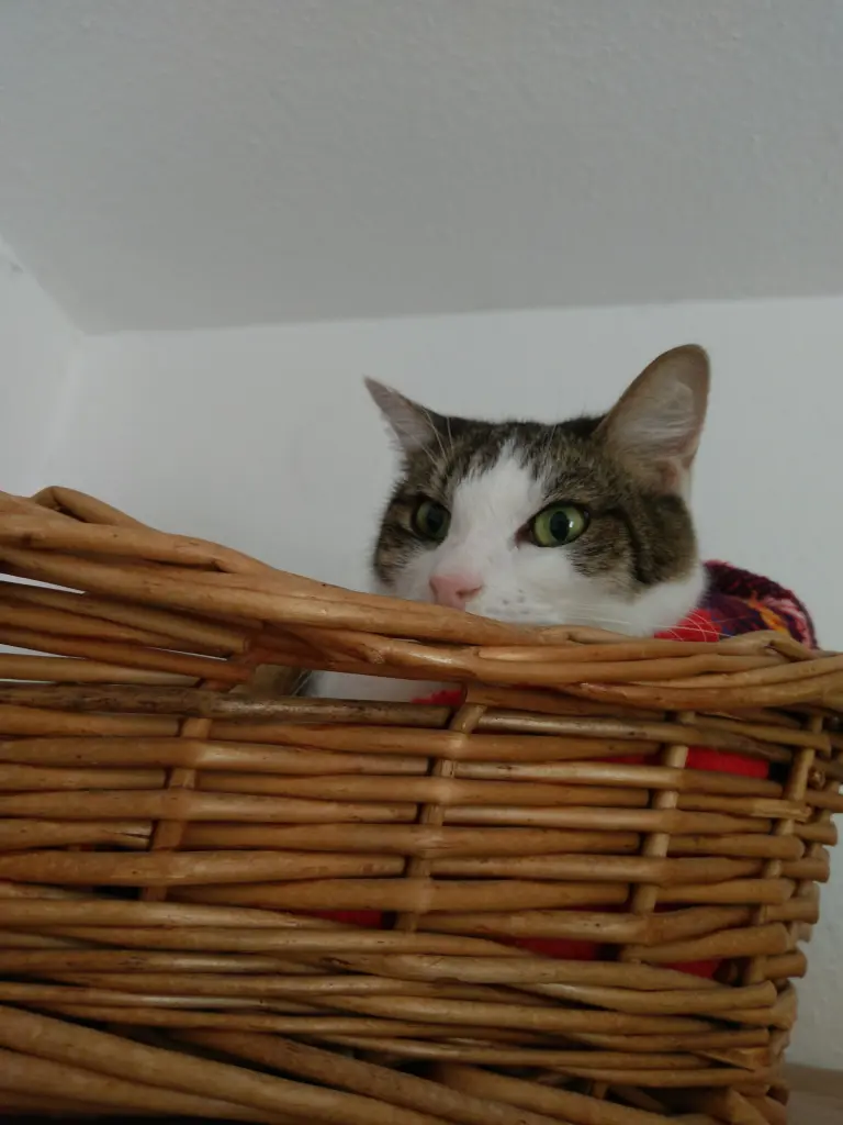 Image from Bubi
