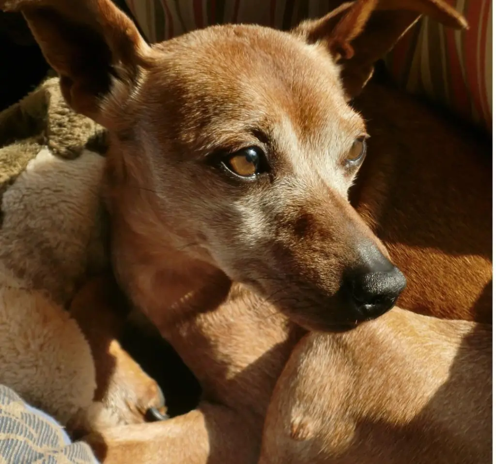 Andachtsbild von Jutta mit Purzel tief im Herzen ✟ 08.05.2016