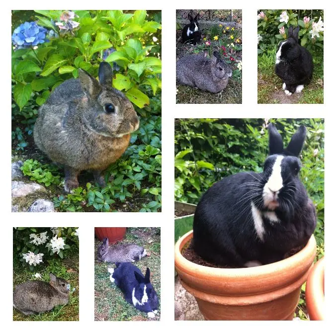 Andachtsbild von Rosen für Penny & Teddy