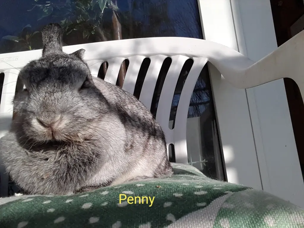 Bild von Penny * 10.09.2012 +22.03.2019 und Teddy *07.07.2016 +30.03.2019