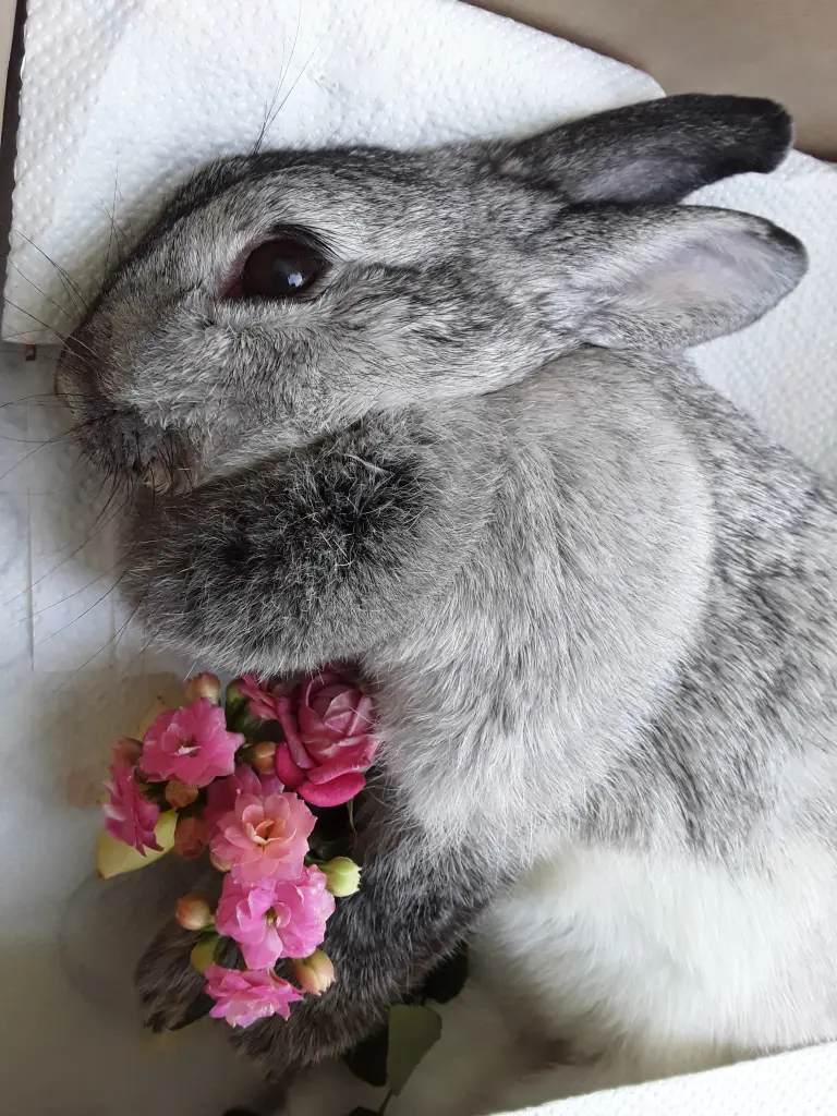 Bild von Penny * 10.09.2012 +22.03.2019 und Teddy *07.07.2016 +30.03.2019