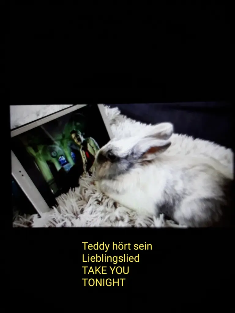 Bild von Penny * 10.09.2012 +22.03.2019 und Teddy *07.07.2016 +30.03.2019