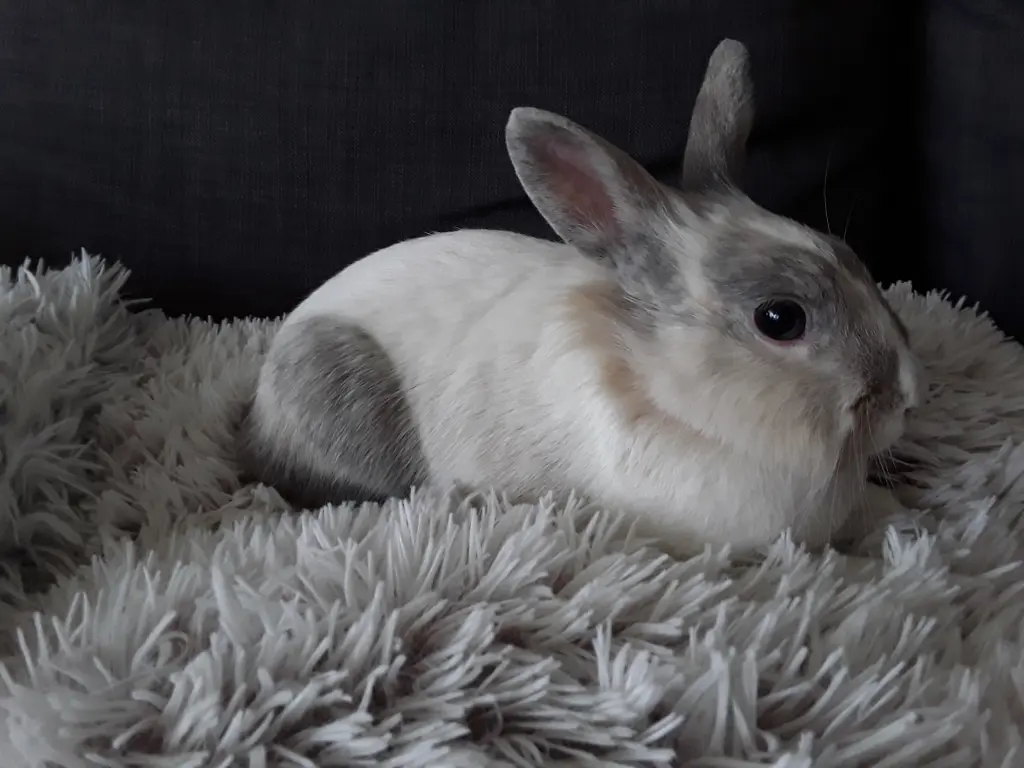 Bild von Penny * 10.09.2012 +22.03.2019 und Teddy *07.07.2016 +30.03.2019