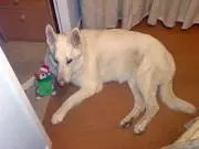 Image from Grisou - Kees