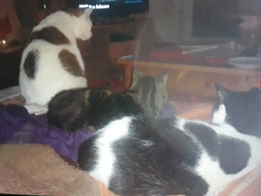 Andachtsbild von Eike und Edeltraud mit Mulle Miezi und Jonny tief im Herzen