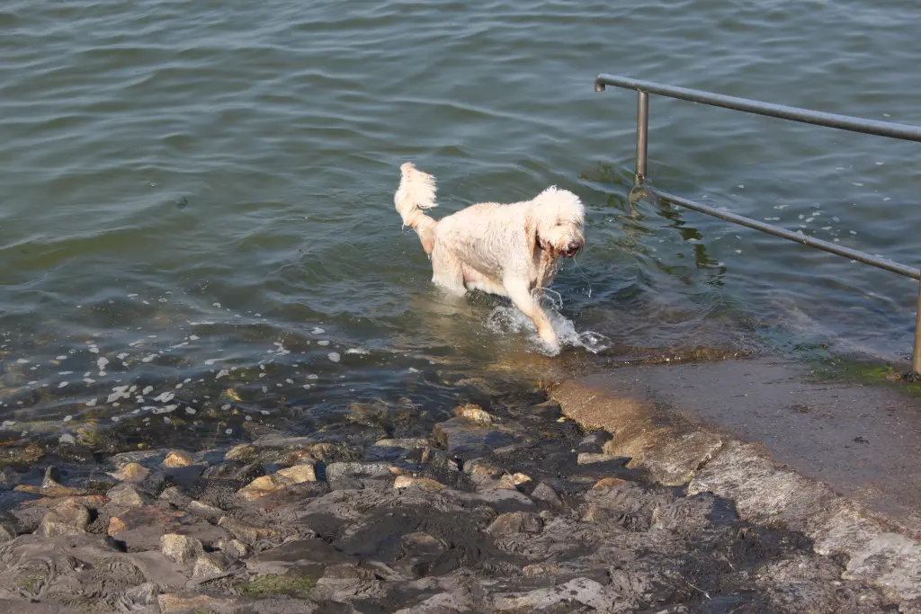Bild von Nelly