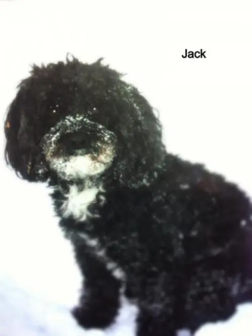 Image from Jack