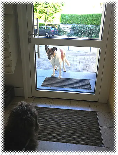 Image from Joschi