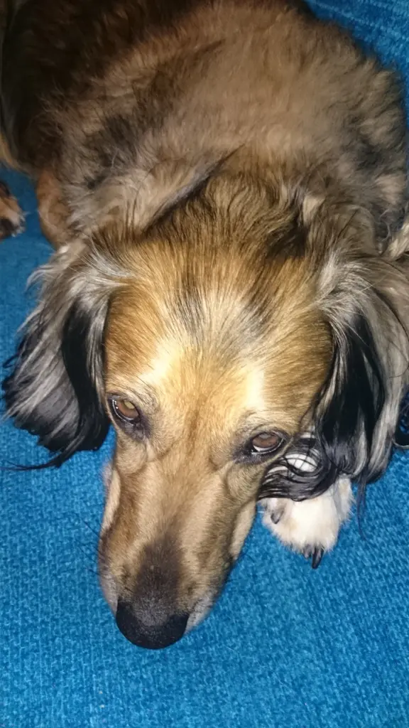 Image from Trixi