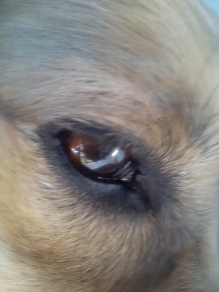 Image from Trixi