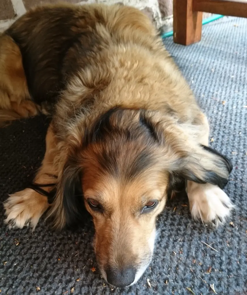 Image from Trixi