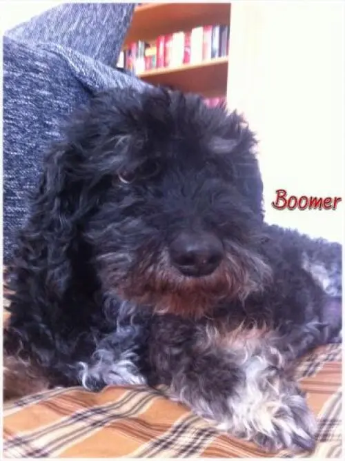 Image from Boomer