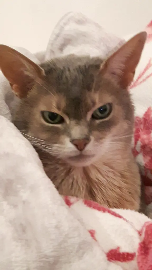 Image from Gimli