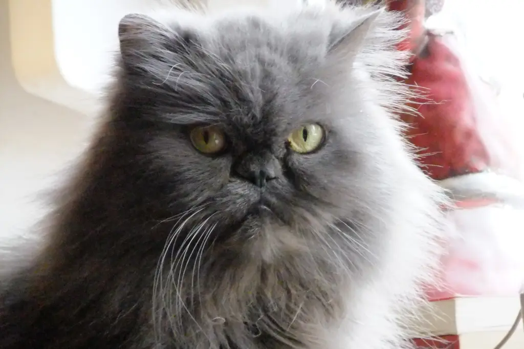 Andachtsbild von Marie mit Merlin im Herzen