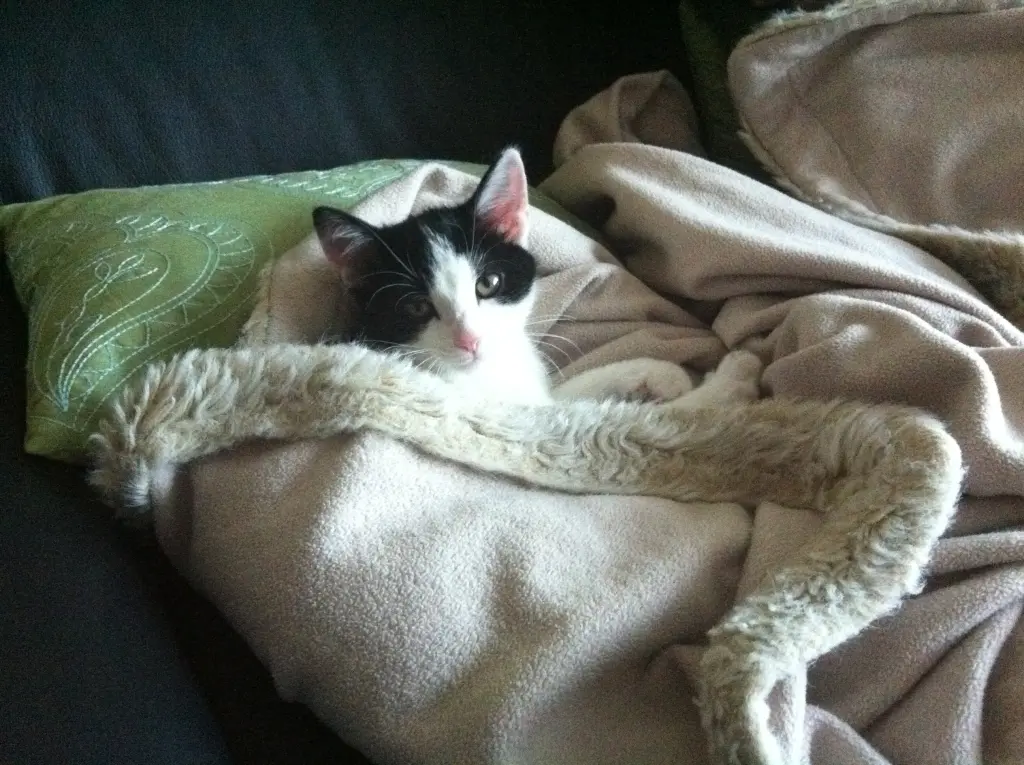 Image from Ziva