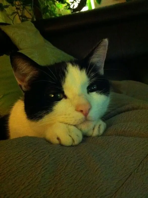 Image from Ziva
