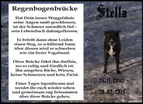 Image from Stella