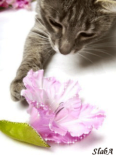 Condolence image of Birte