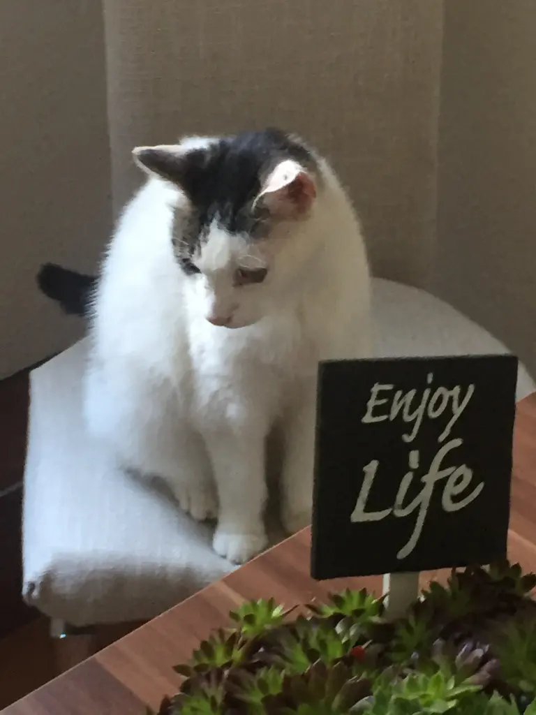 Condolence image of Susanne mit Cedric im Herzen 