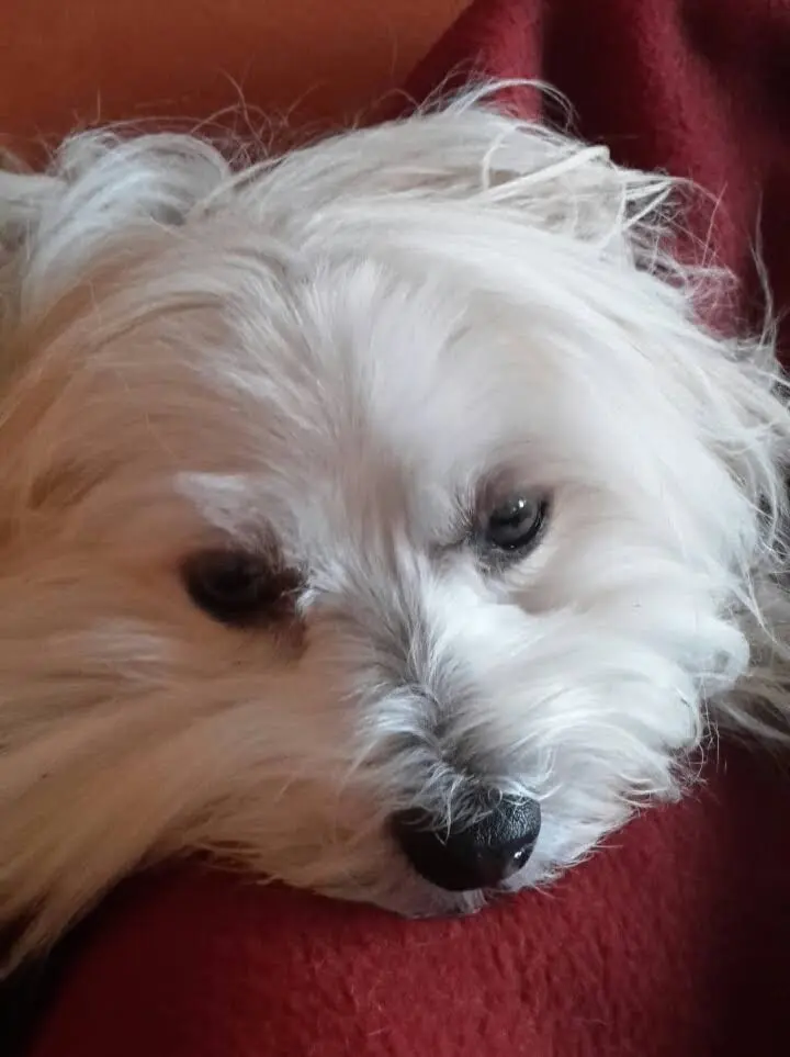Condolence image of Roswitha