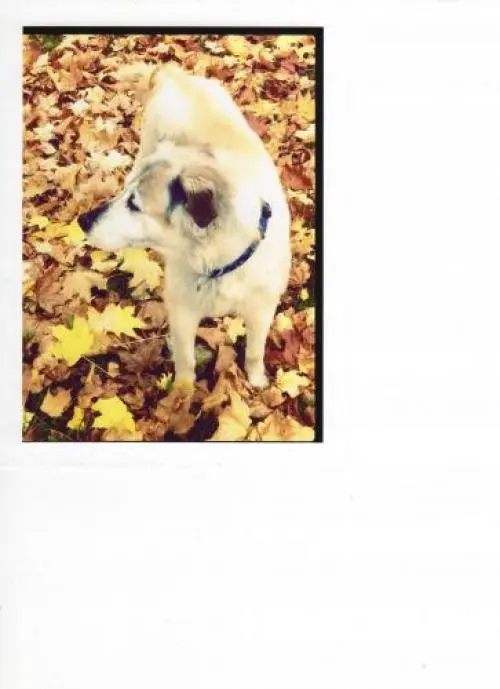 Image from Oskar
