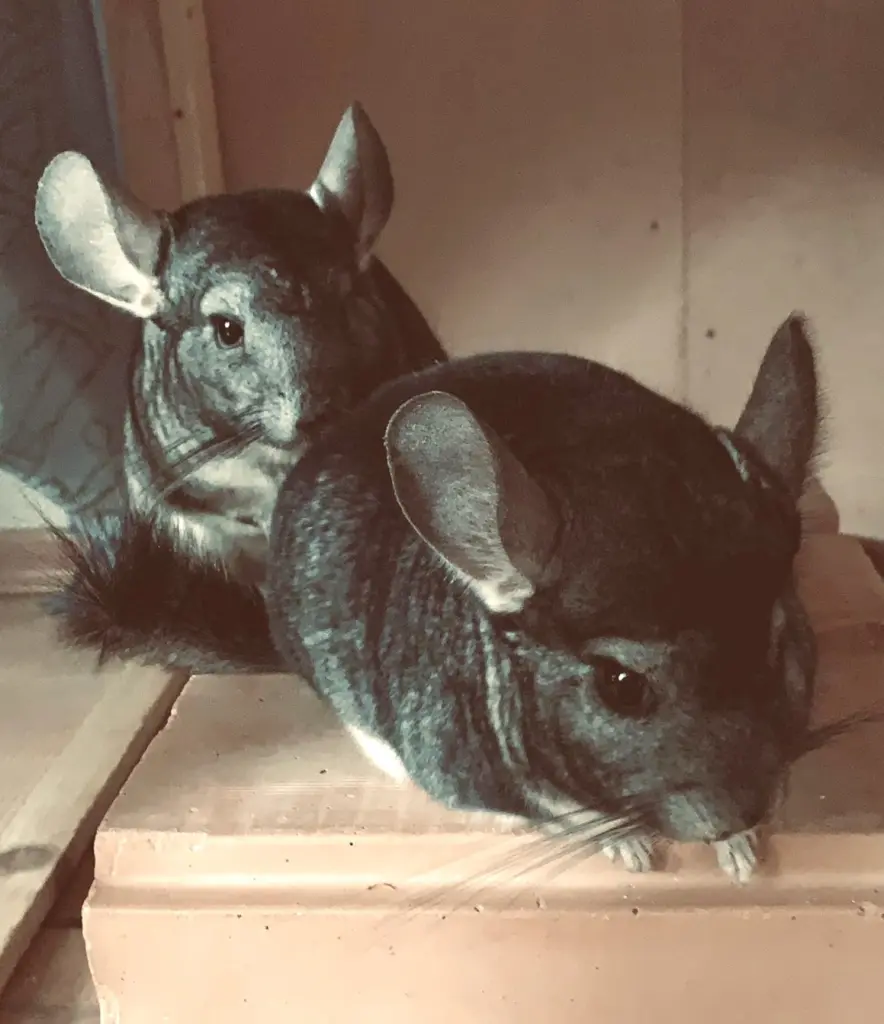Condolence image of Deine Chinchilla-Mama Jana In Liebe