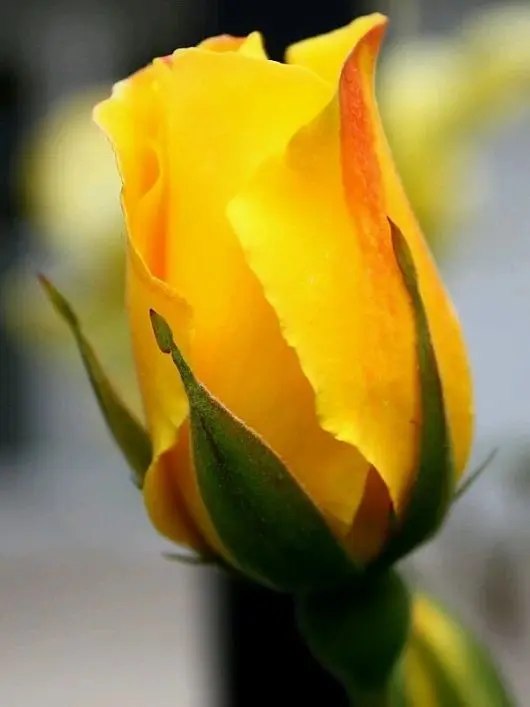 Condolence image of Manuela