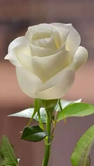 Condolence image of Unbekannt