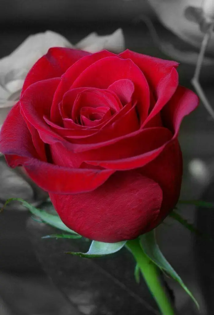 Condolence image of Manuela