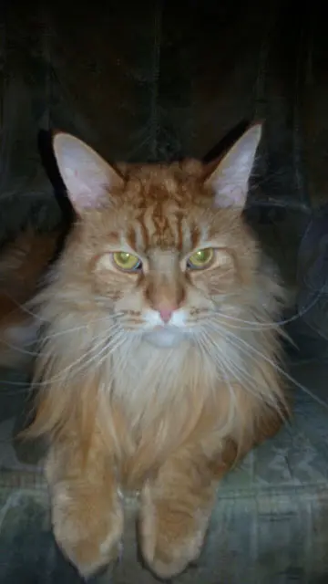 Condolence image of Michael Rustige
