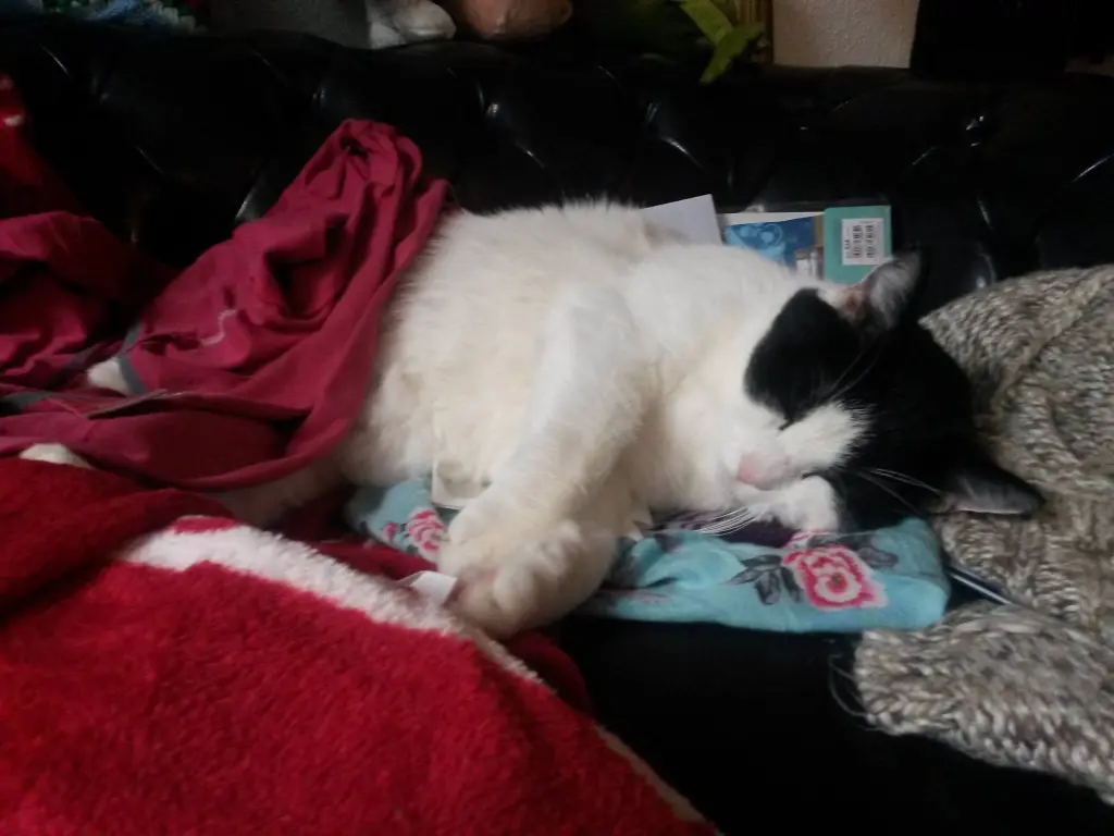 Image from Fridolin