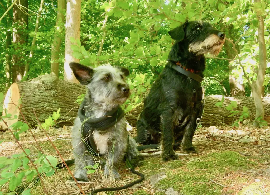 Condolence image of Uwe, Heike und Fine