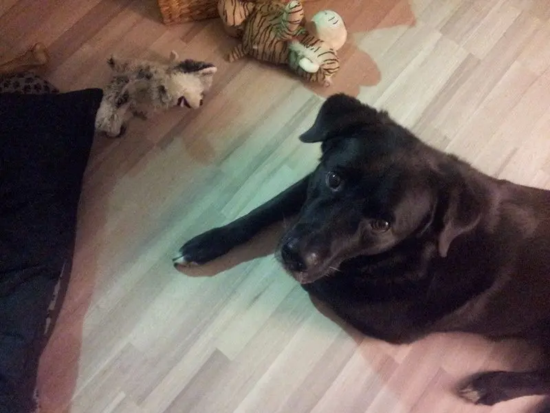 Andachtsbild von Andrea mit Apollo im Herzen