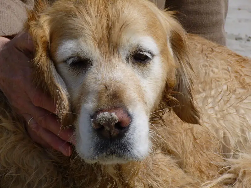 Andachtsbild von Birgit