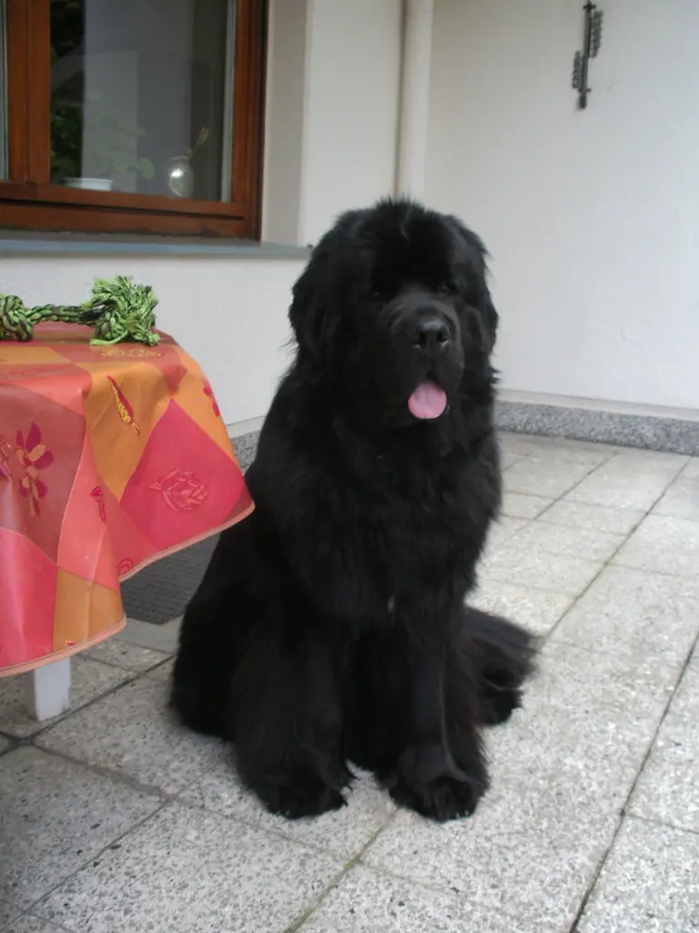 Condolence image of Stephanie mit Pavarotti