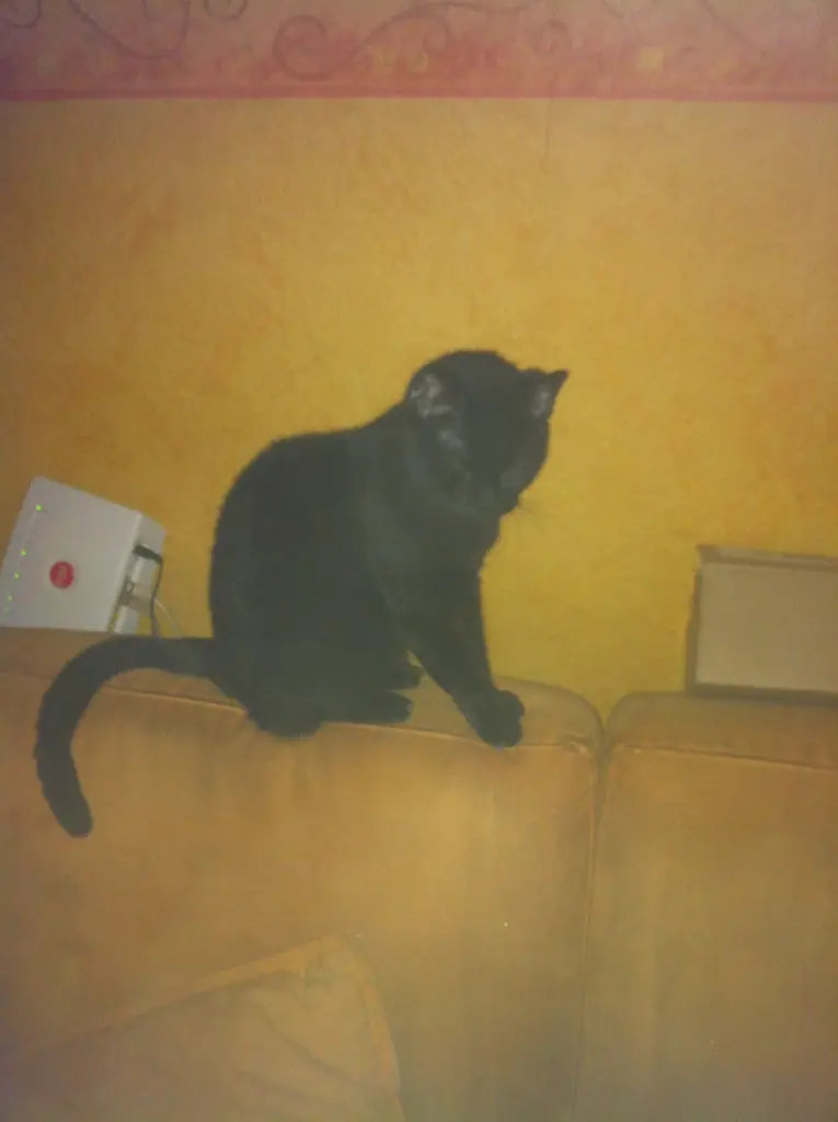 Image from Lissy