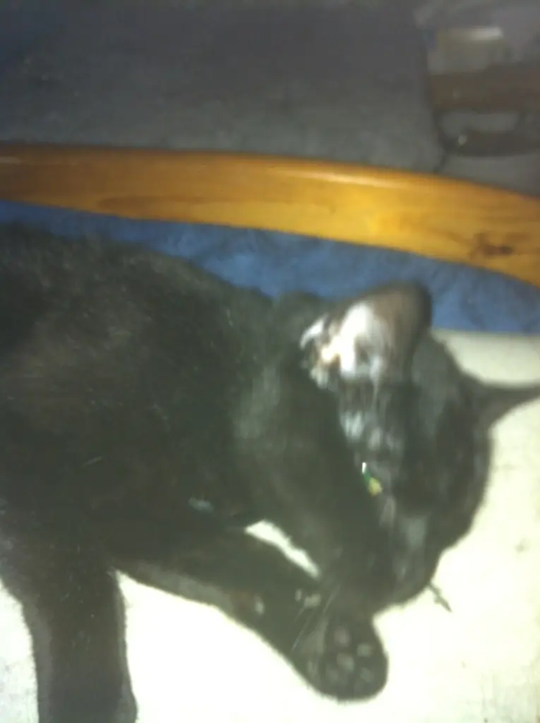 Image from Lissy