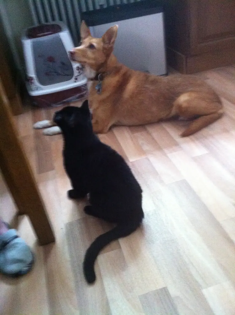 Image from Lissy