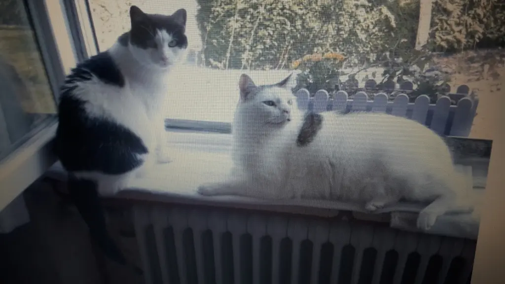 Condolence image of Eike und Edeltraud mit Mulle, Miezi und Jonny tief im Herzen