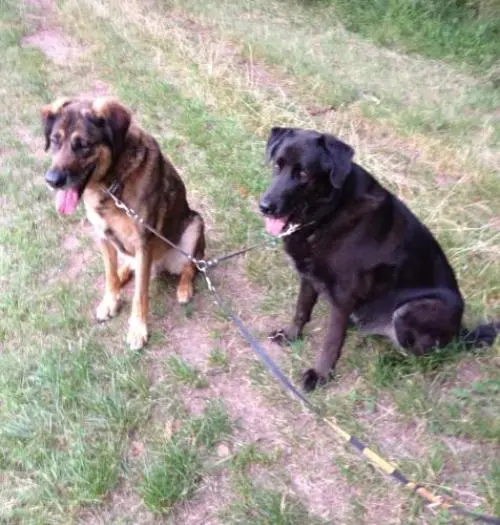 Image from Choco & Lucky