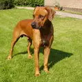 Andachtsbild von Britta