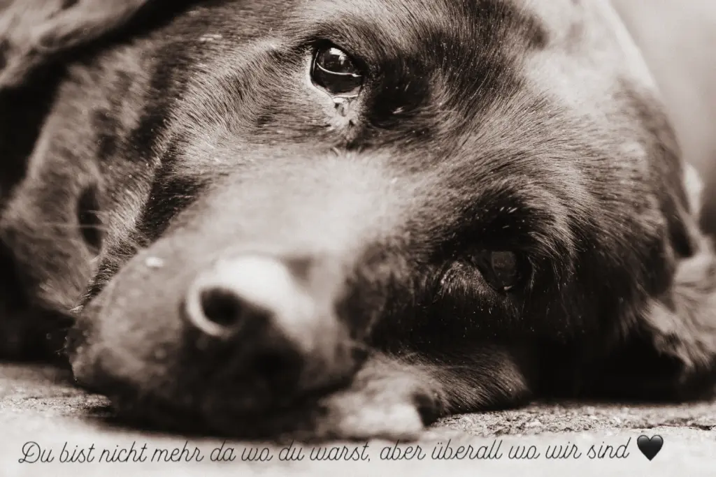 Condolence image of Sandra 
