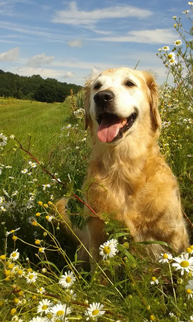 Andachtsbild von Unbekannt