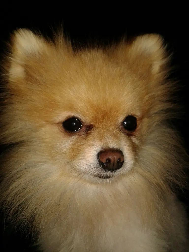 Image from Mani