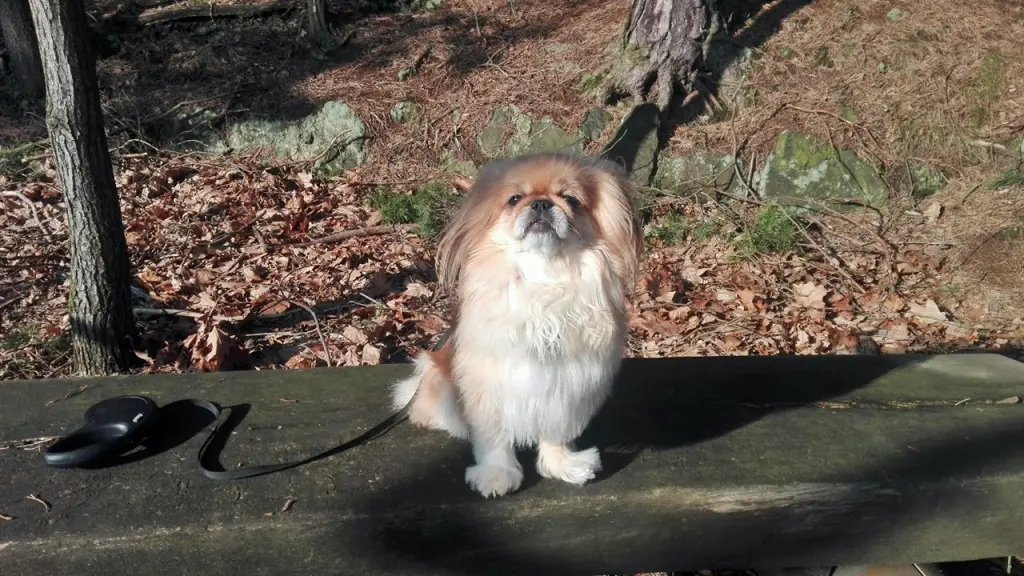 Andachtsbild von Annette