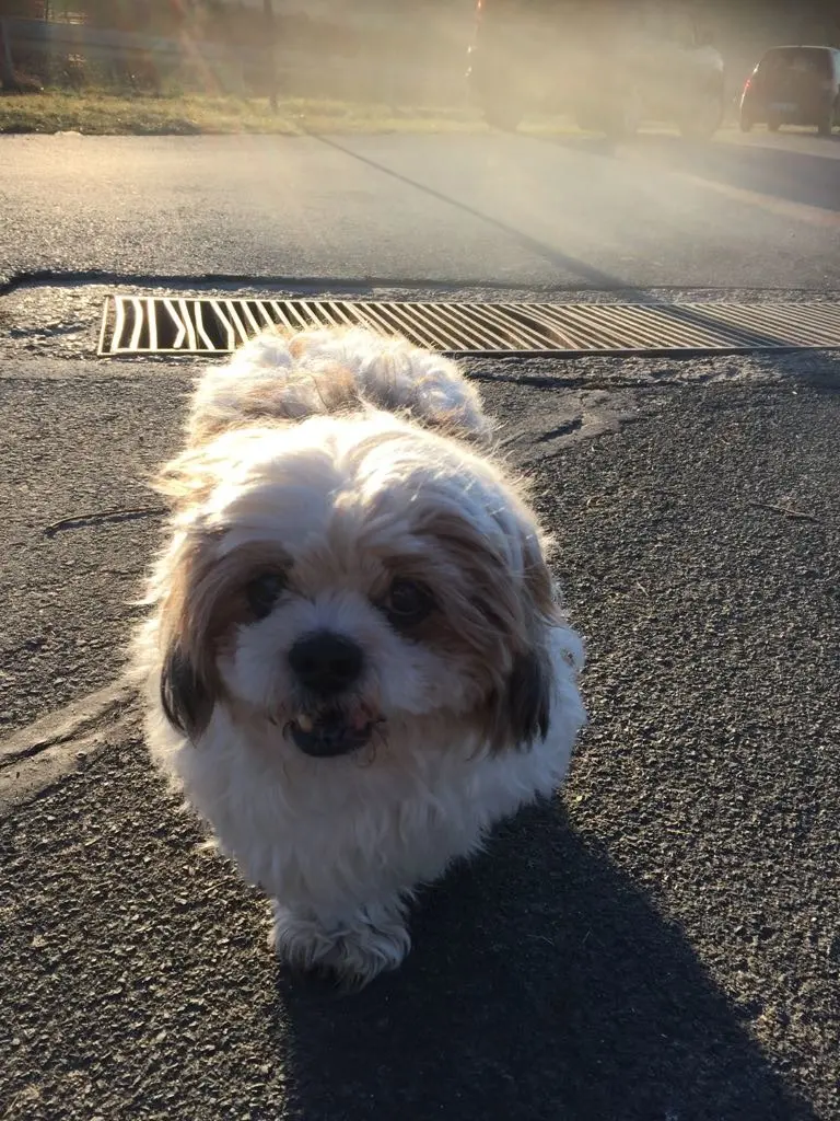 Andachtsbild von Marika mit Balou und Hippo im Herzen